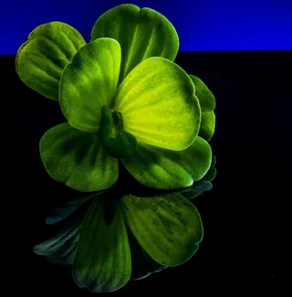 漂浮植物，叶子植物，植物