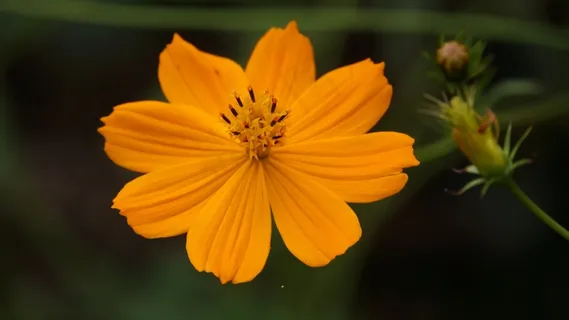 鲜花,黄色的花朵,颜色,黄色,美丽,可爱 鲜花,黄色的花朵,颜色,黄色,美丽,可爱