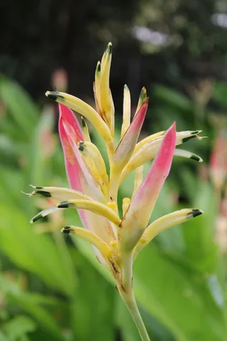 开花，厂，粉红色，姜，性质，鲜花