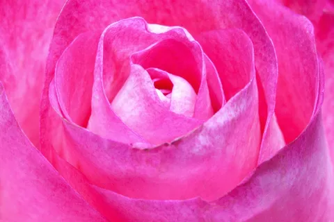 玫瑰，粉红色，家庭，玫瑰家庭，植物群，植物，招标