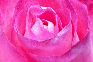 玫瑰，粉红色，家庭，玫瑰家庭，植物群，植物，招标