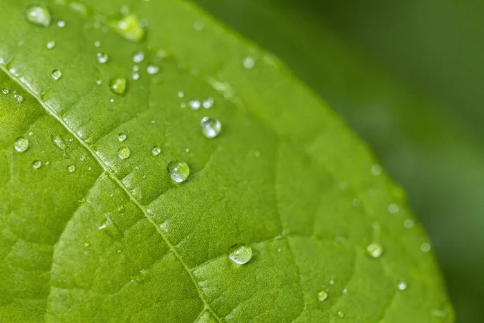 生活，美女，场景，叶，滴，雨，滴灌