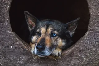 狗，动物，朋友，寻找，蓝眼睛，宠物，可爱，管