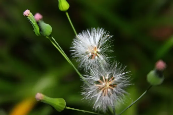 蒲公英，花，白，自然，自然，花的