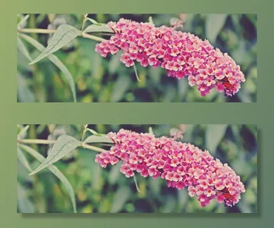 蝴蝶布什，布什，植物，粉红色，夏季丁香