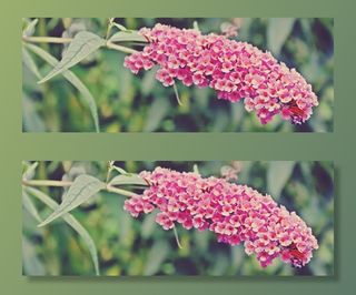 蝴蝶布什，布什，植物，粉红色，夏季丁香