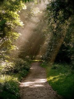 森林路径，心情，公园，森林，离，阳光