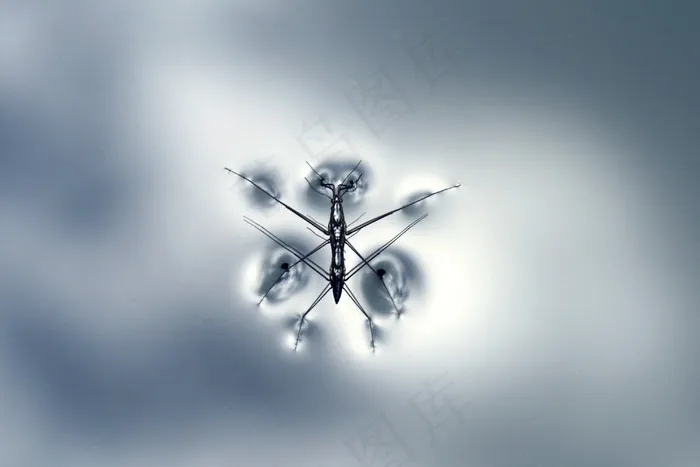 水Str，动物，水，昆虫，ider，Bug