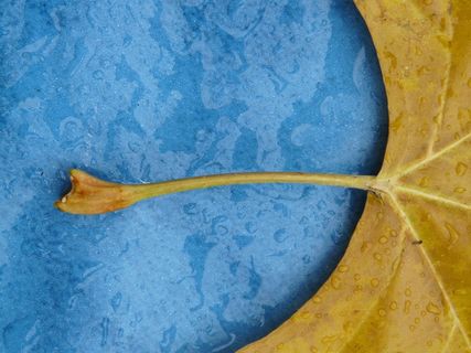 叶子，茎，叶柄，枫叶，黄色，秋天的颜色