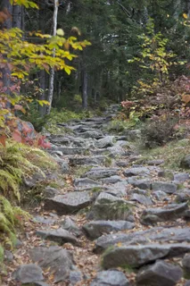树,峡谷,花卉,江河,荷花,岩树远足径 树,峡谷,花卉,江河,荷花,岩树远足径