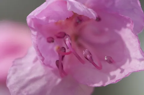 花的，植物，自然，开花，花瓣