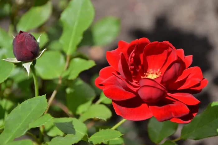 玫瑰，花，芽，开花，花园，夏天