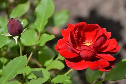 玫瑰,花,芽,开花,花园,夏天 玫瑰,花,芽,开花,花园,夏天