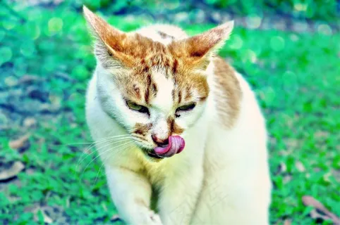 猫,舌头,舔,晶须,动物,宠物 猫,舌头,舔,晶须,动物,宠物