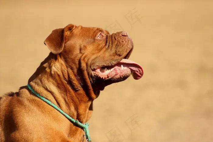 狗，大，Dogue De Bordeaux，Dog De Bordeaux