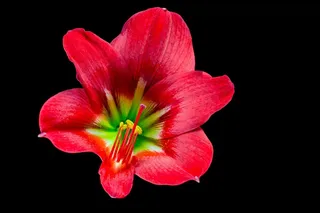 开花，花，红色