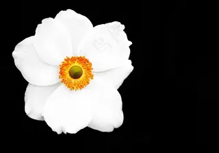 夏季海葵，海葵，开花，白，花