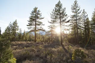 树木，灌木，灌木，自然，森林，太阳光线