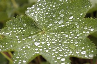 叶子，水滴，水，露水，滴灌