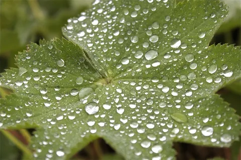 叶子,水滴,水,露水,滴灌 叶子,水滴,水,露水,滴灌