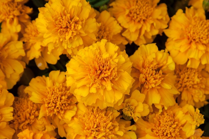 菊花，黄色，植物，桩，花卉，花园