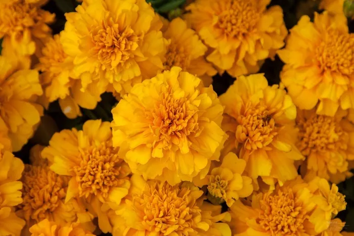 菊花，黄色，植物，桩，花卉，花园