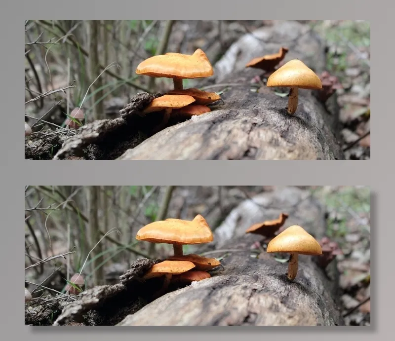 蘑菇，自然，自然，绿色，宏，植物，突尼斯