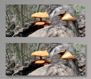 蘑菇，自然，自然，绿色，宏，植物，突尼斯