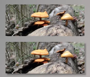 蘑菇,自然,自然,绿色,宏,植物,突尼斯 蘑菇,自然,自然,绿色,宏,植物,突尼斯