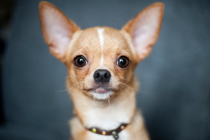 吉娃娃,娃娃狗,玩具,手,迷你鹿犬,奇瓦瓦州在蓝色背景上的肖像