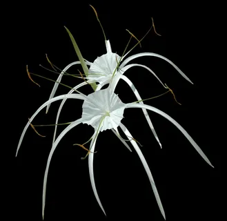 花，花，白色，免费