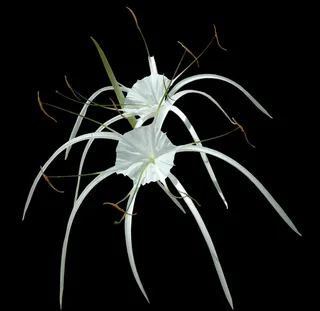 花，花，白色，免费