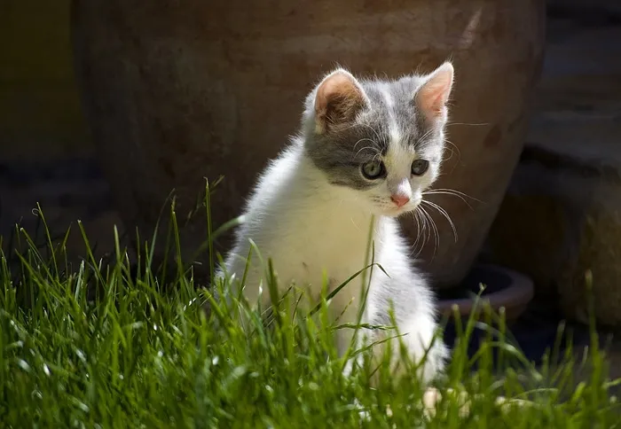 猫，小猫，可爱，宠物，动物
