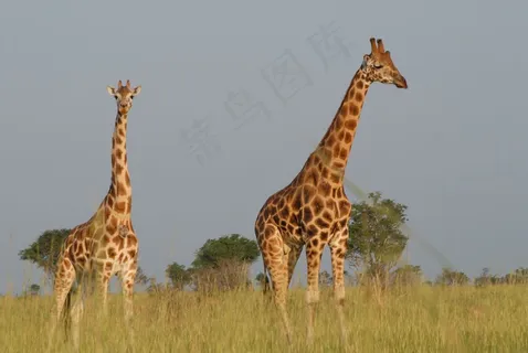 长颈鹿，野生动物园，乌干达，动物