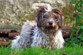 狗，草，头发，查看，鼻子