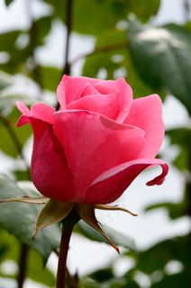 玫瑰，粉红色，开花，花，玫瑰绽放