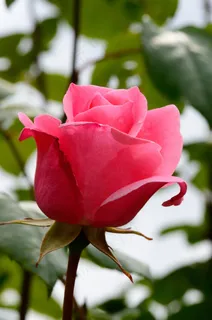 玫瑰,粉红色,开花,花,玫瑰绽放 玫瑰,粉红色,开花,花,玫瑰绽放