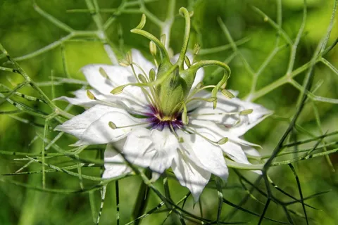 Nigella，Nigella Damascena，衣衫Lady的女士，开花，盛开
