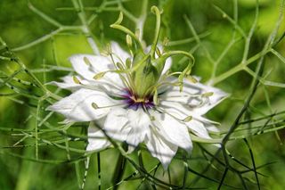 Nigella，Nigella Damascena，衣衫Lady的女士，开花，盛开