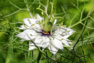 Nigella，Nigella Damascena，衣衫Lady的女士，开花，盛开