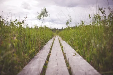 木材，木板，草，田野