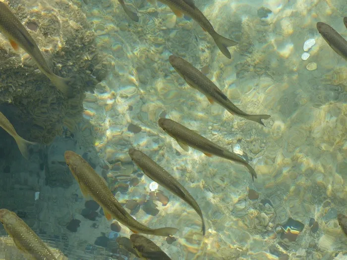 鱼，克罗地亚，自然