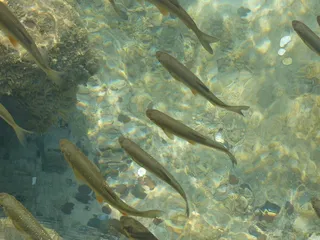 鱼，克罗地亚，自然