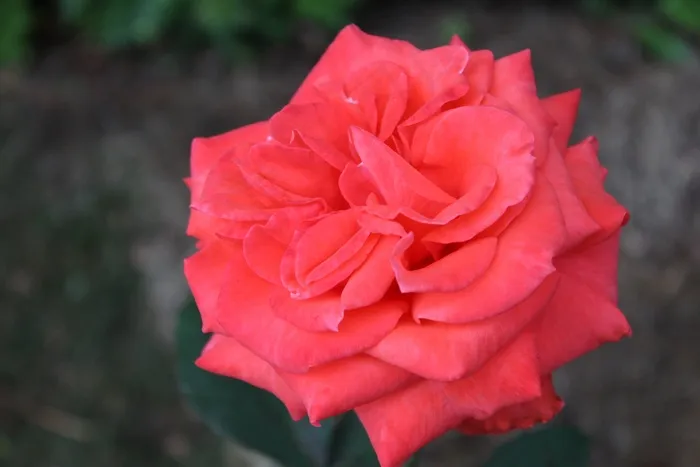 玫瑰，花卉，花园，红色，情人节，婚礼，浪漫