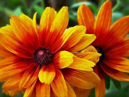 黄色，花卉，妈妈，植物，夏天，花的，花园