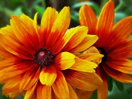 黄色，花卉，妈妈，植物，夏天，花的，花园