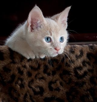 小猫，猫，小猫，宠物，动物，可爱，猫的，家养