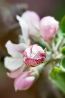 开花,苹果花,苹果树,自然 开花,苹果花,苹果树,自然