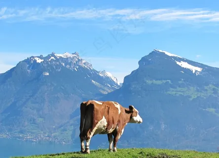 牛，山牛，山，牧场，视图