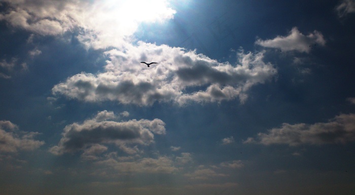 天空，天空，云，鸟，海鸥